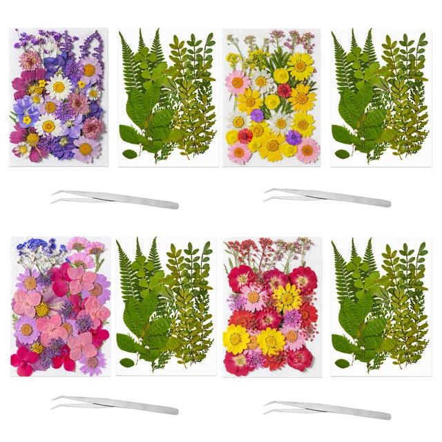 Natural Real Dry Flowers Leaves with Tweezers for Scrapbooking Card Making FS2#