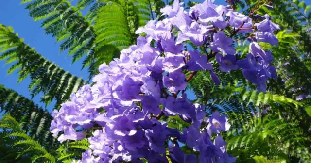 10 Graines de Flamboyant bleu, Jacaranda mimosifolia tree seeds