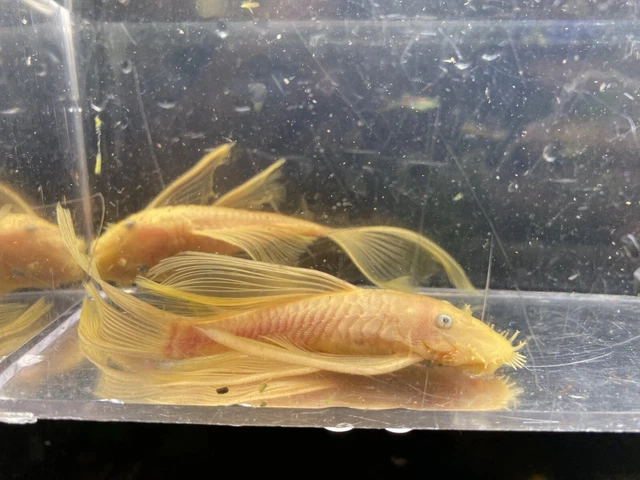 3 Pack 1” minimum Long Fin L144 Lemon Blue Eye Bristlenose Pleco LF ancistrus SP