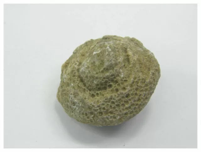 Antique fossil conch shell Jurassic rock 72gms #34