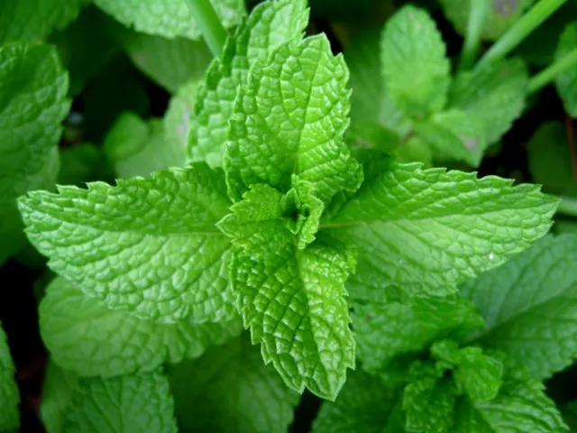 Mentha Piperita - Peppermint (4000 Seeds) Perennial Herb