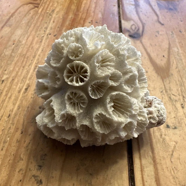 Coral Brain Natural White 2” specimen salt water Beach Reef Ocean Decor Beauty