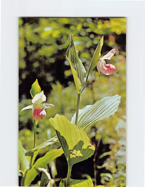 Postcard The Pink & White Lady Slipper Minnesota's State Flower Minnesota USA