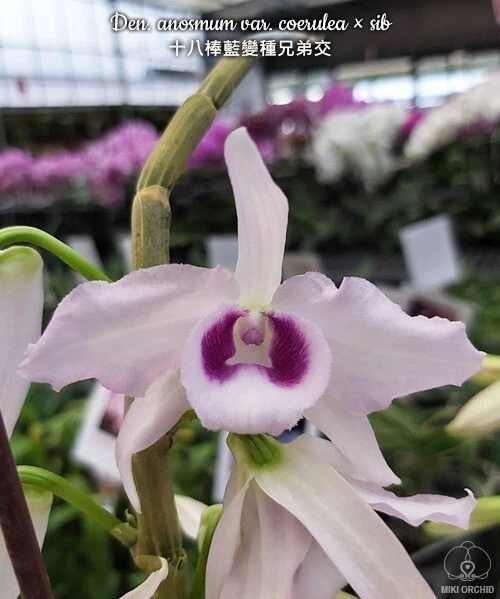 Orchid Orchidee Dendrobium anosmum var. coerulea × sib (22 Pr)