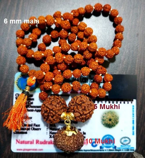 10 Mukhi Rudraksh Ten Face Rudraksha Java Bead In 5 Mukhi Beads Mala ~Certified