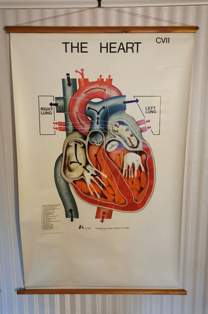 VINTAGE ADAM ROUILLY Educational Medical Poster Chart The Heart CV11 ...