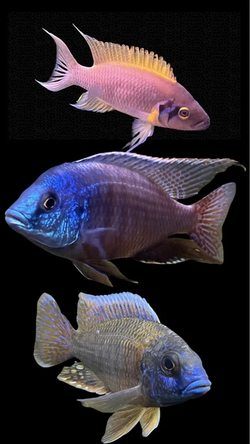 12 pack Of African Cichlids 3/4”- 1 ” Free Shipping