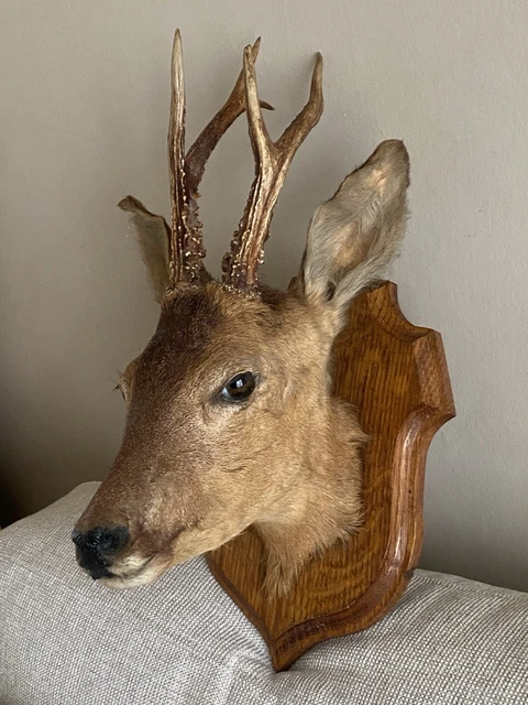 Trophée De Chevreuil Naturalisé – Taxidermie Sur écusson Bois – Cabinet De Curiosités