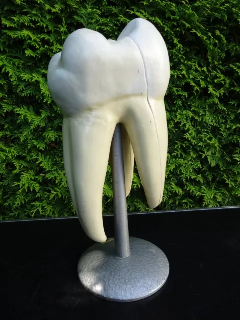 Altes Modell Zahn  Lehrmittel
