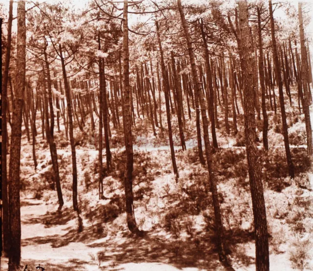 FRANCE Arcachon Forest Pins Trees c1920 Photo Stereo Glass Plate V25L23n