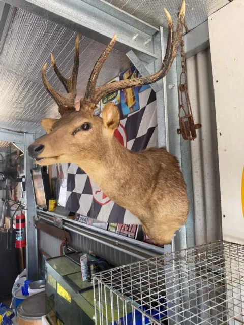 Deer Head Taxidermy