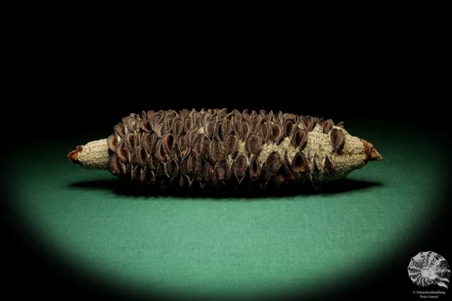 Banksia littoralis Australia plantas de árbol de plata recientes frutos secos especie