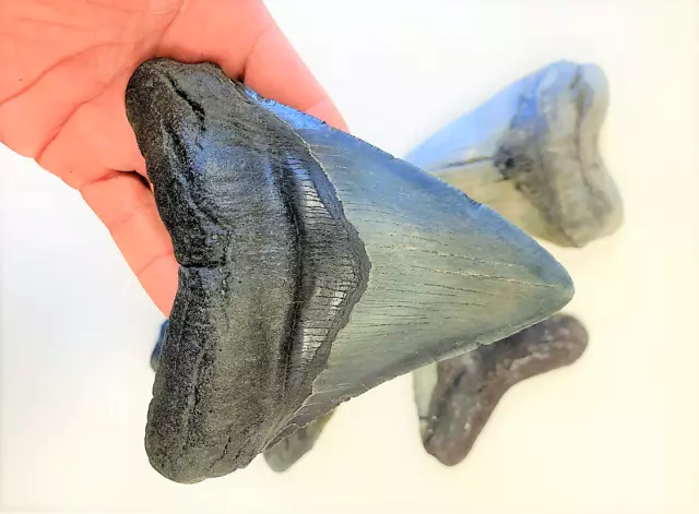 5 1/2 Inch Real Megalodon Shark Tooth Big Extinct Authentic Natural Teeth Meg