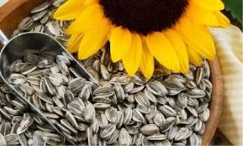 ROASTED SALTED SUNFLOWER SEEDS 500g - FRESH LARGER SEEDS NOT SMALL (FREE POST)