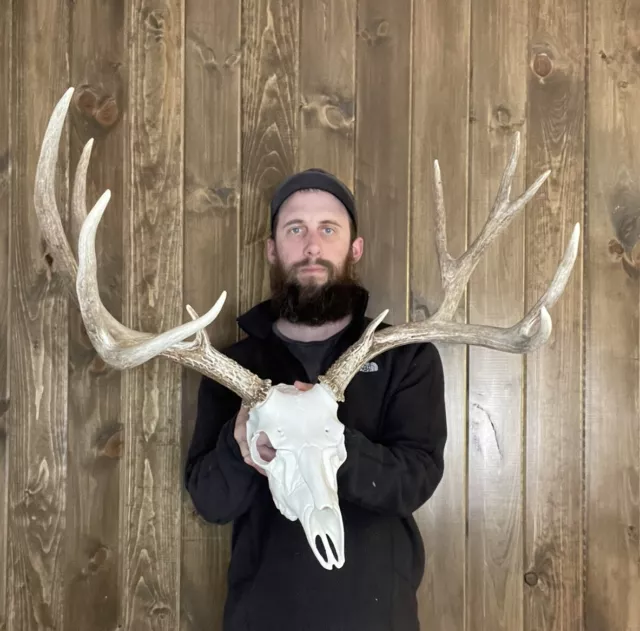 DARK PERFECT 6X5 Mule Deer Antler Horn Fake Skull Mount Taxidermy Rack ...