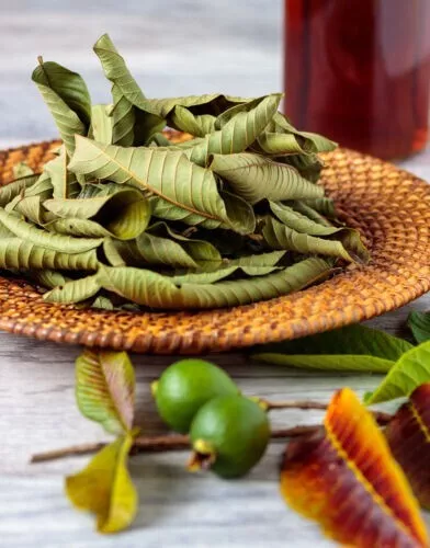 100 Organic Guava leaves fresh dried Hojas de Guayaba Guayabo Psidium Guajava