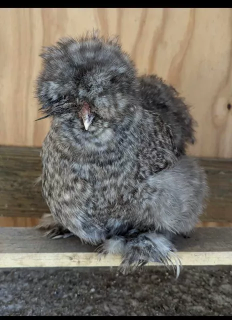 Silkie Hatching Eggs