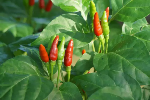 BIRDS EYE THAI CHILLI SEEDS Vegetable Seeds Hot Birds Eye Thai Chilli Seeds