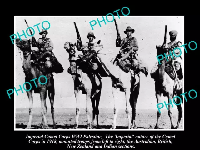 Old Historic Photo Of Wwi Imerial Camel Corps Australia Nz India & British 1918