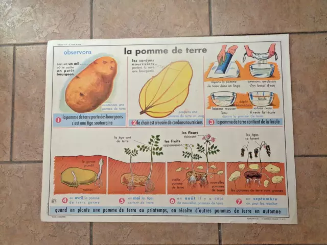 Affiche Pedagogique Mdi   La Pomme De Terre - L'huile