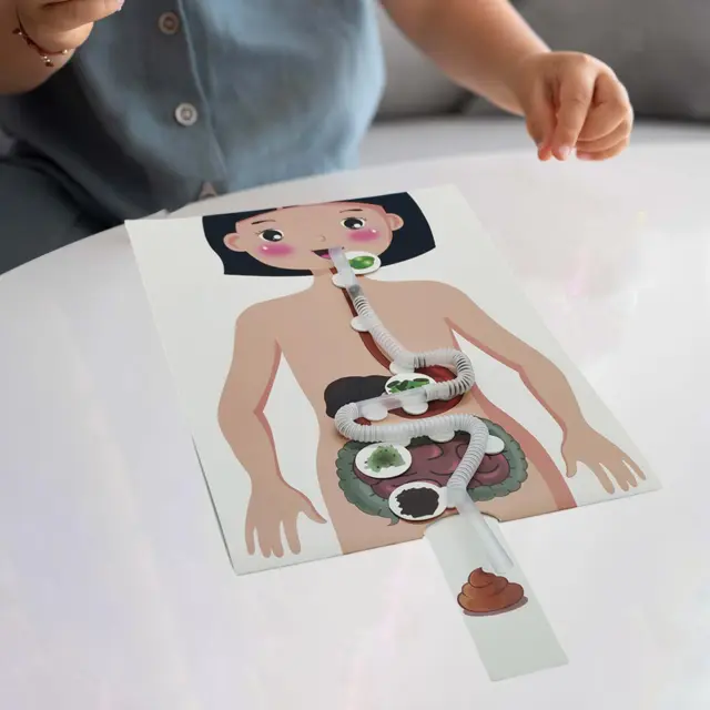 Human Digestive System Educational Toys Teaching Material for Adults Kids
