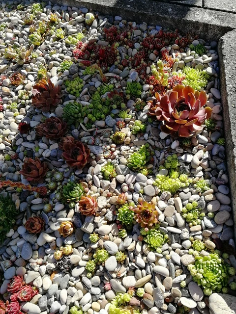 30X SEMPERVIVUM ROSETTEN Fetthenne Hauswurz Dachwurz Staude 