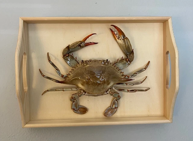 Classic Style Blue Crab Wall Hanging Mount