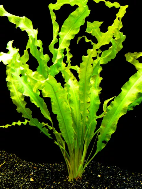 2 Bund Krause Wasserähre (Aponogeton Crispus), Wasserpflanzen für Aquarium