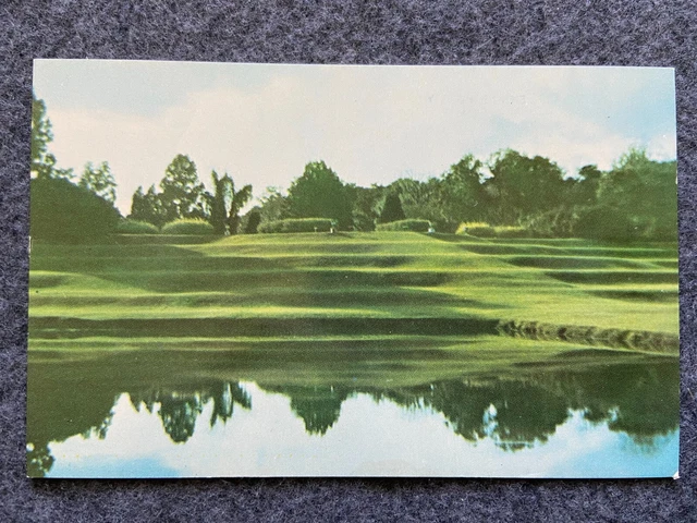 Middleton Gardens, Charleston South Carolina  Vintage Postcard
