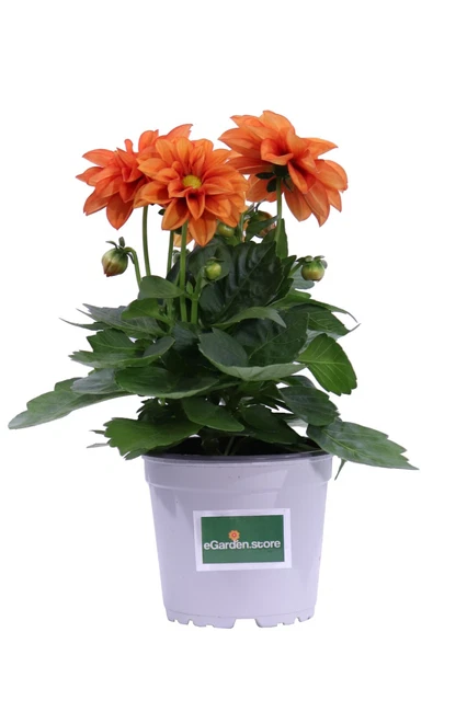 Dahlia's - Bloei in de nazomer | Plantenkwekerij Vechtdal