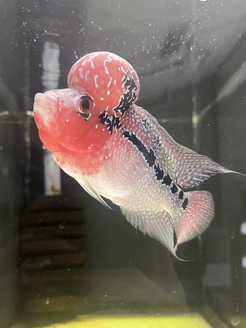 Flowerhorn Super Red Dragon 3.5-4.5” Live tropical fish
