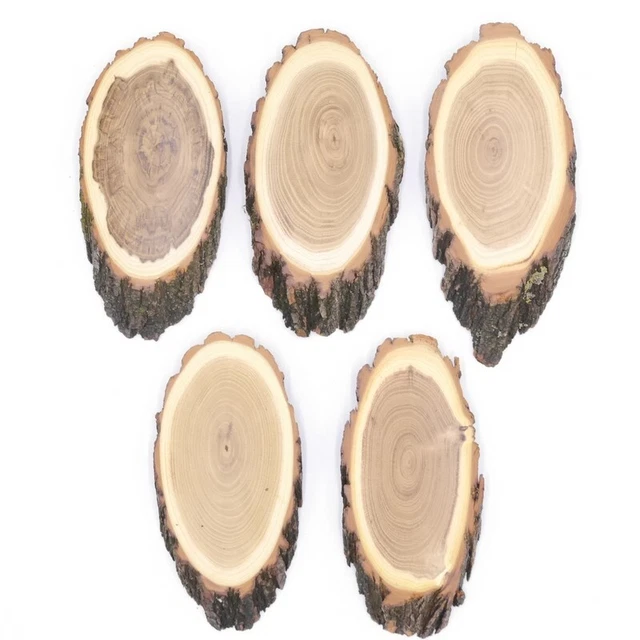 5 Pieza Escudo de Trofeo Acacia Af 16 CM Muy Pequeño Corzo Cornamenta Baumschild