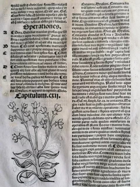 Original Post Inkunabel-Blatt Hortus Sanitatis Centaurea Venedig 1511