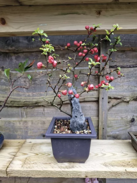 Bonsai Tree Chinese Quince