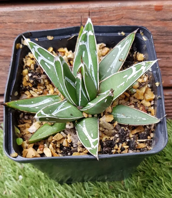 AGAVE "Victoria Reginae" plant de 10cm de Ø ! Rusticité -12°!