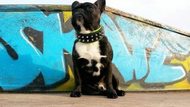 BESTIA Frenchie studded dog collar, XXS to XXL, spiked. puppies. french bulldog
