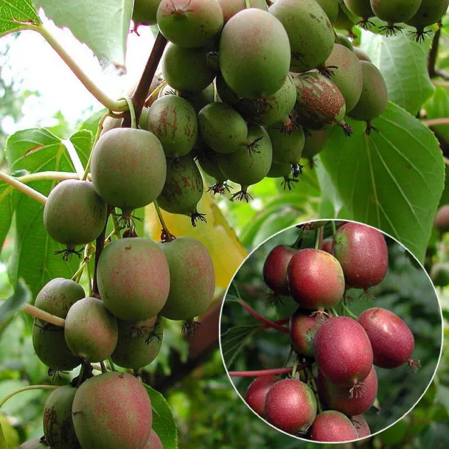 Actinidia arguta 'Weiki Plus' * - Mini-Kiwi femelle - Kiwaï