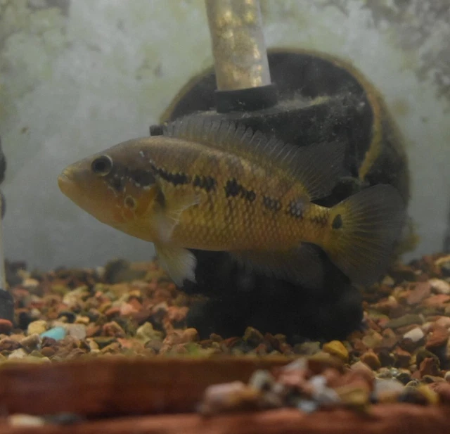Live Red Tiger Motaguensis Cichlid (4.5" Rare Tropical Freshwater Aquarium Fish)