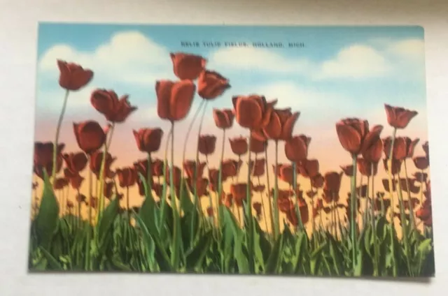 Vintage Unused  Linen Postcard  Nelis Tulip Fields Holland  Mich.