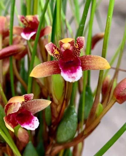 Maxillaria Species ´Cherry Kiss´ NEW Duft aufgebunden Orchidee Orchideen