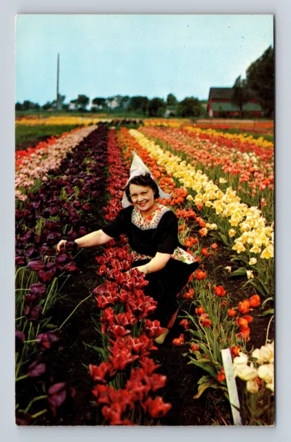 Holland MI-Michigan, Tulip Time, Antique, Vintage Postcard