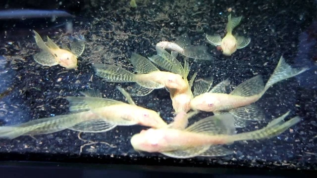Longfin Albino Bristlenose Pleco 1.25'' - 1.5" (Bushynose Ancistrus)