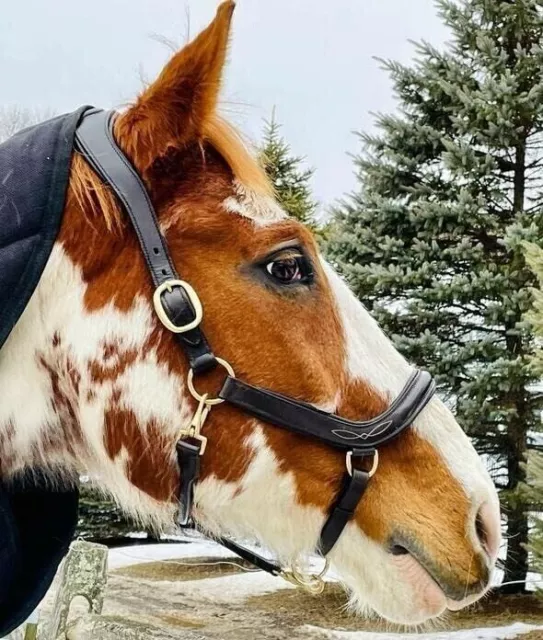 Fancy Horse English Padded Leather Show Halter Black Western Halter