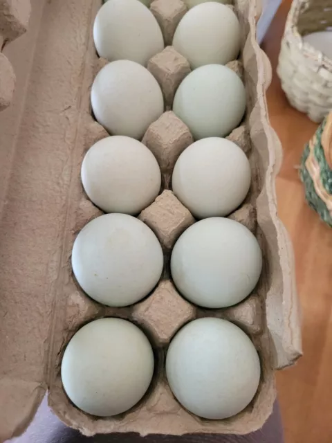 BBS Ameraucana Quality Hatching Eggs 8+ TRUE BLUE EGGS Blue Black Splash PB Show 2