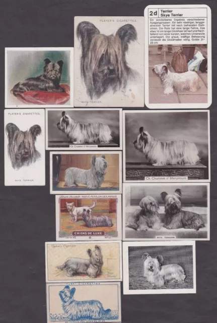 12 Different Vintage Skye Terrier Tobacco/Cigarette/Tea/Candy Dog Cards Lot