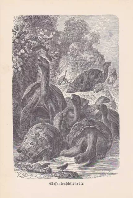 Galápagos-Riesenschildkröte Chelonoidis nigra Holzstich von 1890