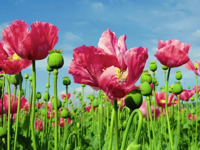 Beautiful Poppy  Flower Seeds  (Papever somniferum) 2000 Seeds, . USA