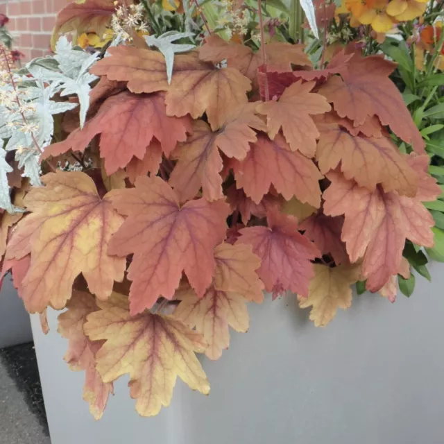 Heucherella Trailing Sweet Tea 1 Jumbo Plug Hardy Perennial Vibrant By T&M