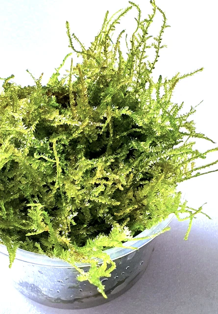Mini Christmas Moos Vesicularia Anchor Moss  30ml Aquariumpflanzen