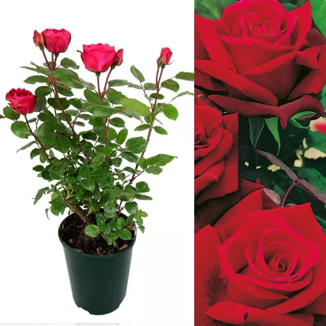 Rose Bush Deep Secret - Floribunda Red Hybrid Tea Rose in a 3L Pot